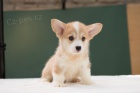 Welsh Corgi Pembroke tata 