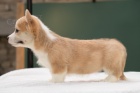 Welsh Corgi Pembroke tata 