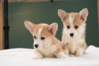 Welsh Corgi Pembroke tata 