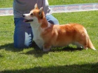 Welsh Corgi Pembroke tata 