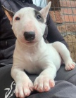 2 Miniaturn tata BullTerrier pro nov domovy