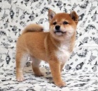 OKOVAN A DEWORMOVAN tata SHIBA INU na prodej