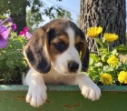 ttka TRICOLOR beagle jsou k dispozici a jsou nyn pipravena k prodeji.