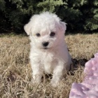 MINI Bichon tata na prodej.