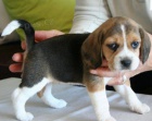 Rozkon tata Beagle 