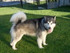 Aljask dti Malamute jsou k dispozici co nejdve