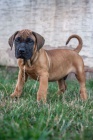 Presa Canario tata 