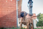 Presa Canario tata 