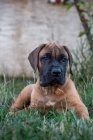 Presa Canario tata 