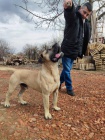 Presa Canario tata 