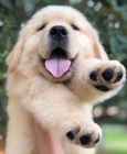 Golden Retriever Puppies