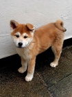 vrh akita inu