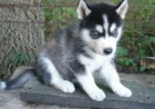 sibisk husky. .