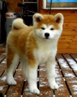 akita inu