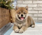 shiba inu