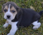 krsn tn beagle k adopci