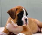 sladk ttka Boxer k adopci