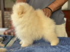 Pomeranian tn