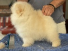 Pomeranian tn