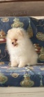 Pomeranian tn