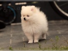 Pomeranian ena 10 tdn