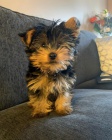 Most Charming and Adorable Yorkie Puppies