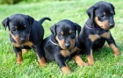 doberman ..6