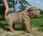 Rozkon ttka Shar-Pei jsou pipravena k adopci