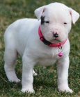 dogo argentino. Mme nkolik okovanch a odervench vrh tat argentinskho doga.