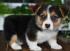 Prodm tata Pembroke Welsh Corgi.