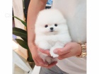 Mini pomeranian bez PP