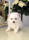 Mini pomeranian bez PP