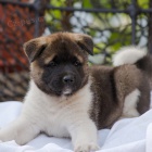 Prodm tata Akita Inu