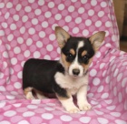 tata Welsh Corgi Pembroke k dispozici