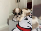 Ndhern istokrevn tata Shih Tzu