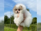 Pomeranian (trpasli pic) tata