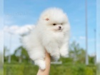 Pomeranian (trpasli pic) tata