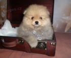 krsn tata ps a fenek pomeranian k adopci