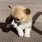 krsn a andlsk tata Pembroke Welsh Corgi na prodej MINI