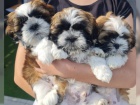 Fantastick Shih-Tzu tata bez PP