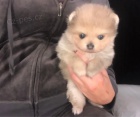 Pomeranian tata k adopci.