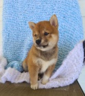 Ndhern tata Shiba inu