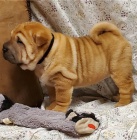 tata Shar-Pei jsou pipravena na nov tata.