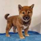 tata Shiba-Inu jsou pipravena na nov ttka.