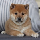 shiba inu