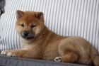 shiba inu