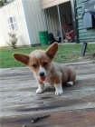 Krsn tata welsh corgi pembroke (jedna dvka dva chlapci)