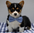 Welsh Pembroke corgi tri barevn t. Byli vychovni v naem dom spolu se svou matkou a ttou. s certifiktem 5 generace, oderven okovn https://bestewelpennachhause.com/pembroke-welsh-corgi-2/ dvme 40% slevu  contact 