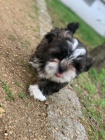 samci a samice tata shih tzu zoufale potebuj co nejdve nov domovy