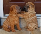 tata Shar-Pei na prodej.